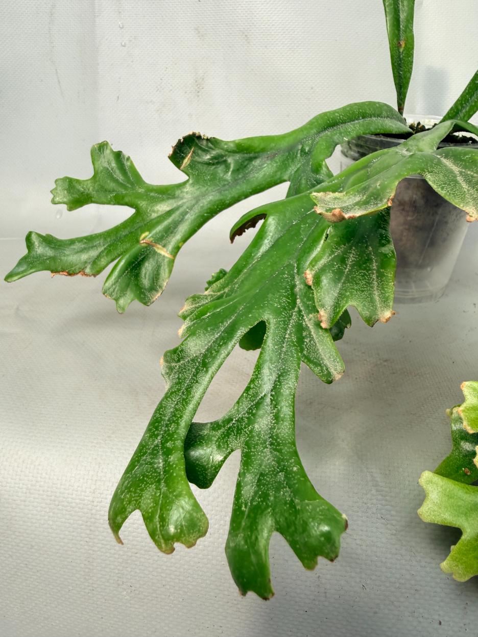Polypodium Longifolia Crested Leaf 07