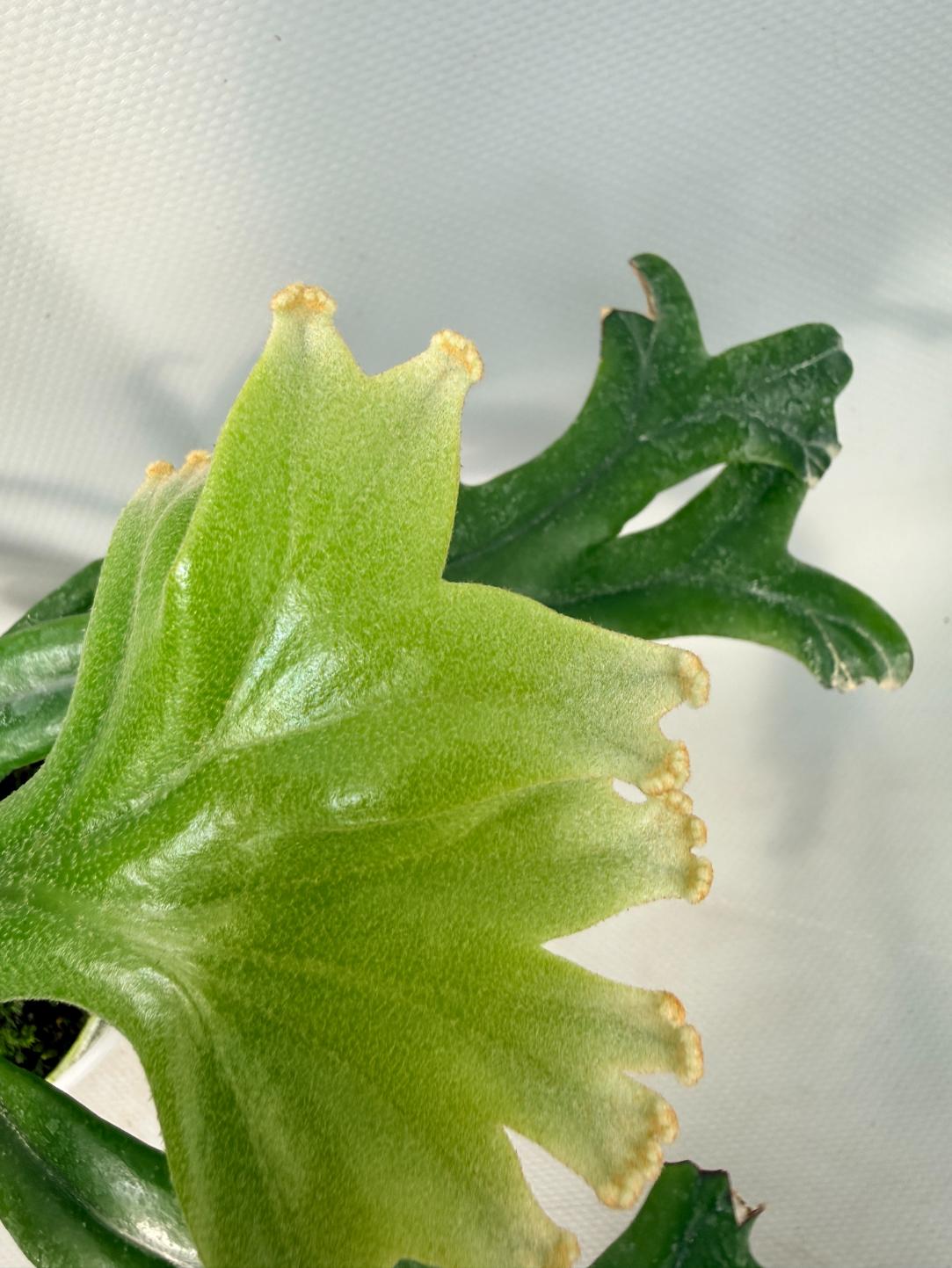 Polypodium Longifolia Crested Leaf 07
