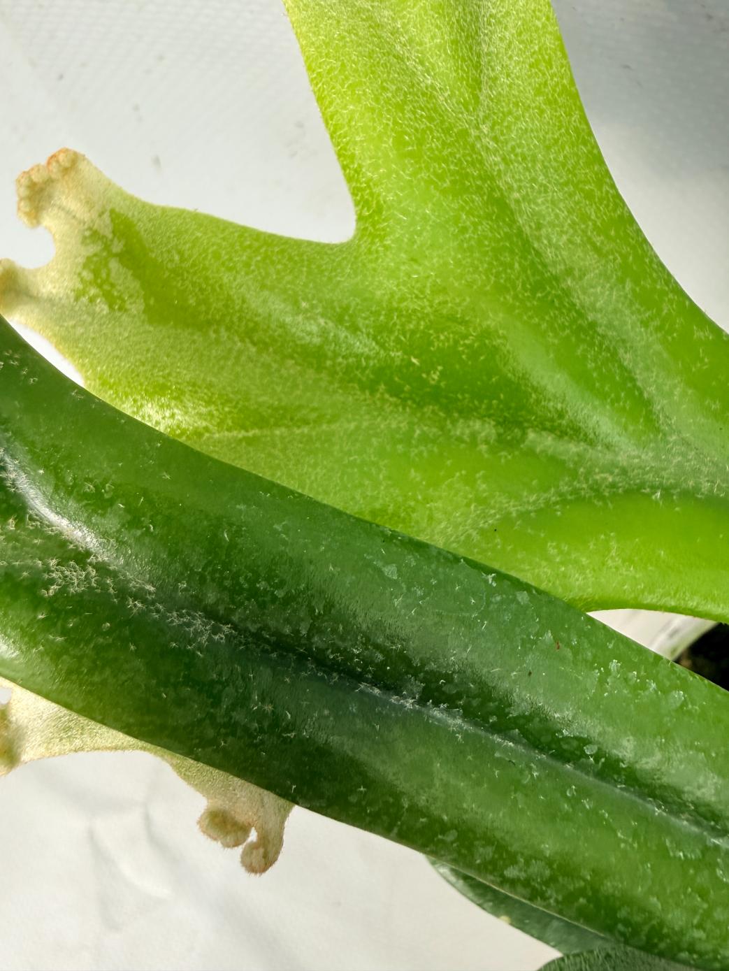 Polypodium Longifolia Crested Leaf 08