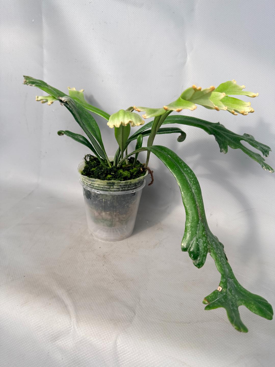 Polypodium Longifolia Crested Leaf 01