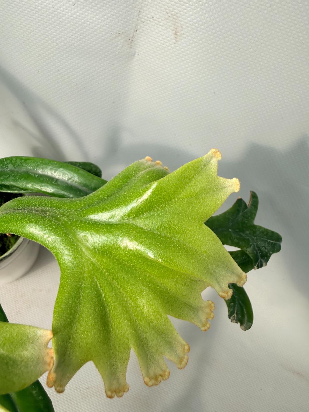 Polypodium Longifolia Crested Leaf 03