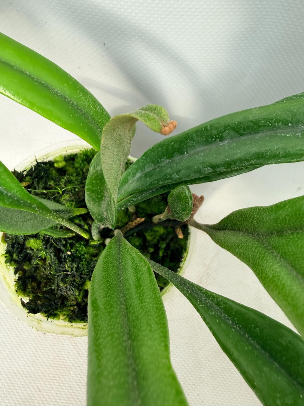 Polypodium Longifolia Crested Leaf 04