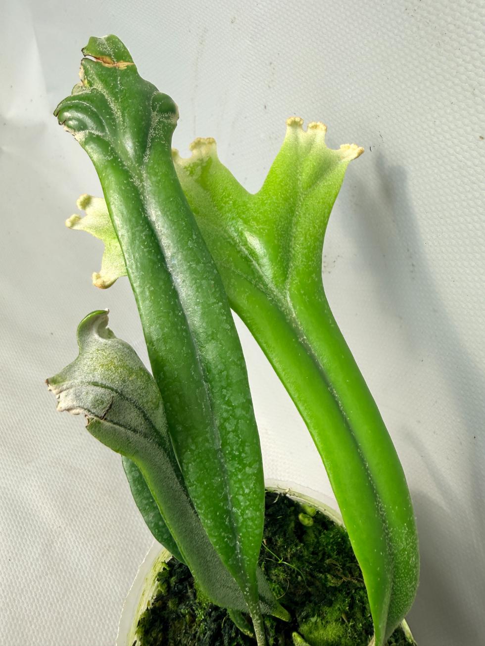Polypodium Longifolia Crested Leaf 05