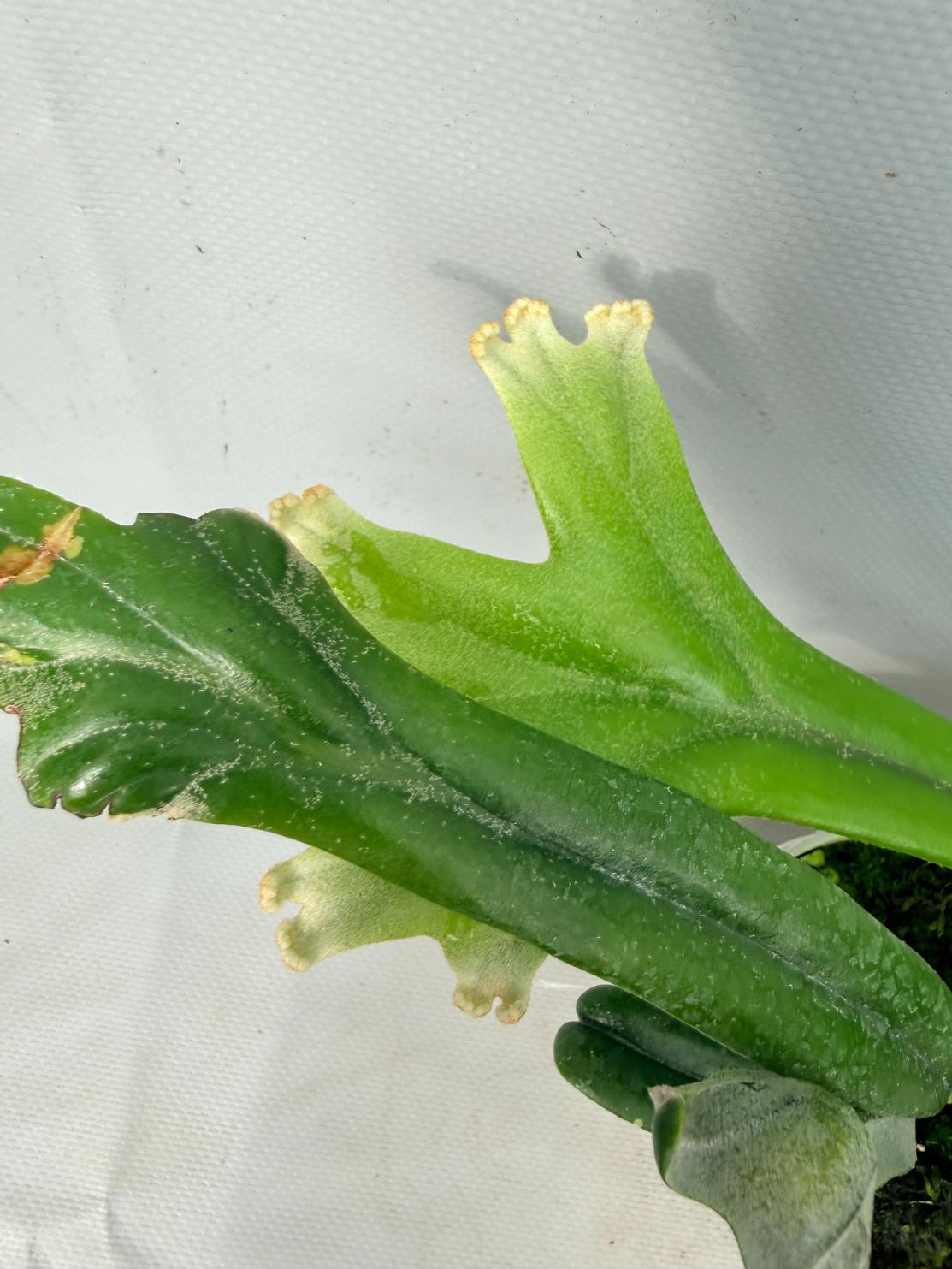 Polypodium Longifolia Crested Leaf 08
