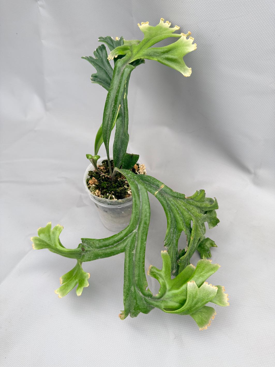 Polypodium Longifolia Crested Leaf 01