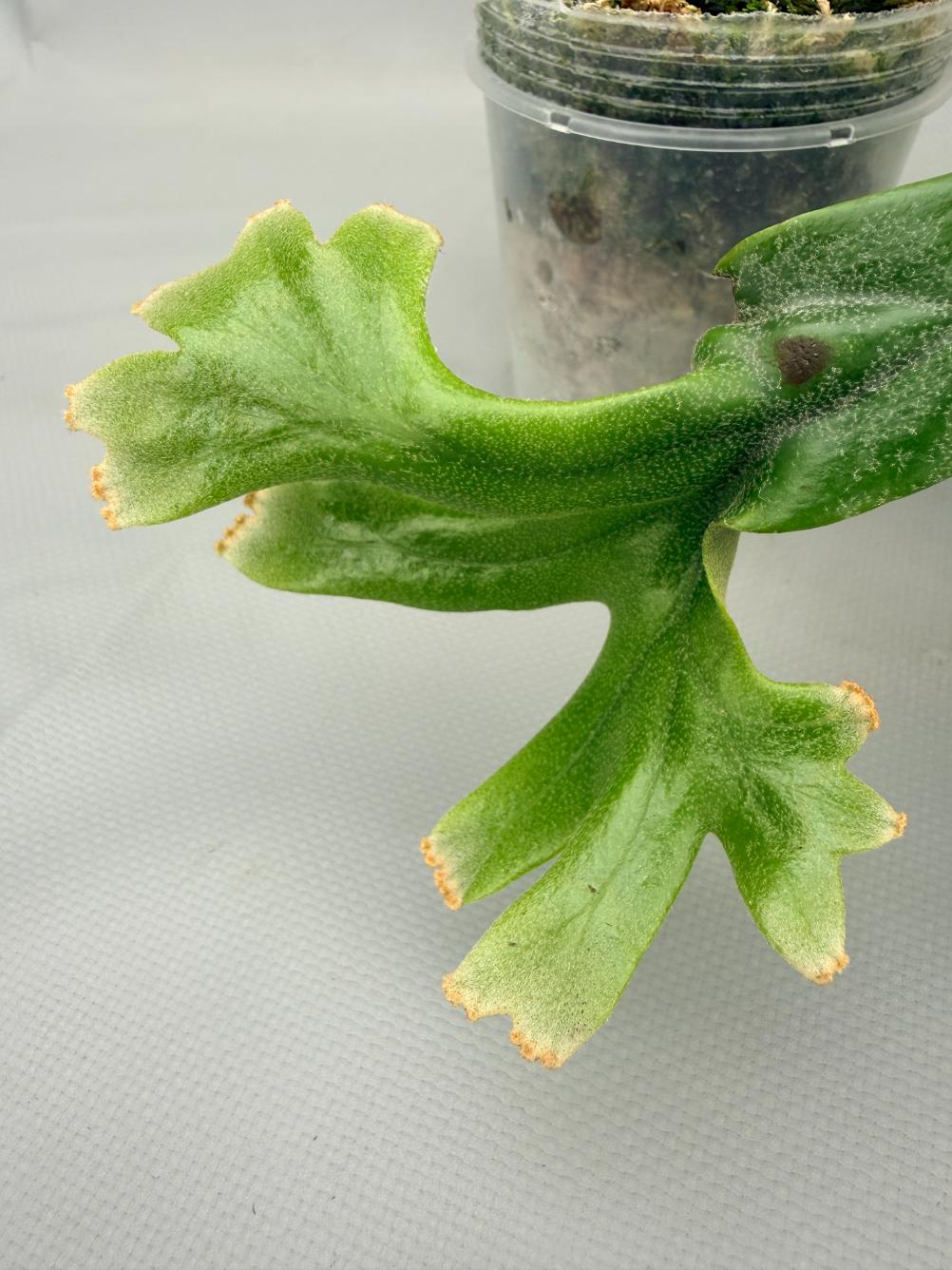 Polypodium Longifolia Crested Leaf 02