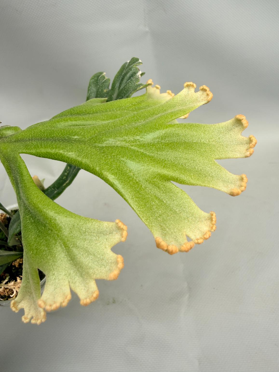 Polypodium Longifolia Crested Leaf 03
