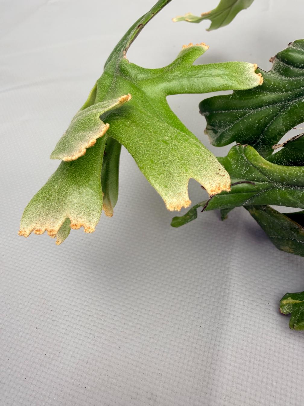 Polypodium Longifolia Crested Leaf 04