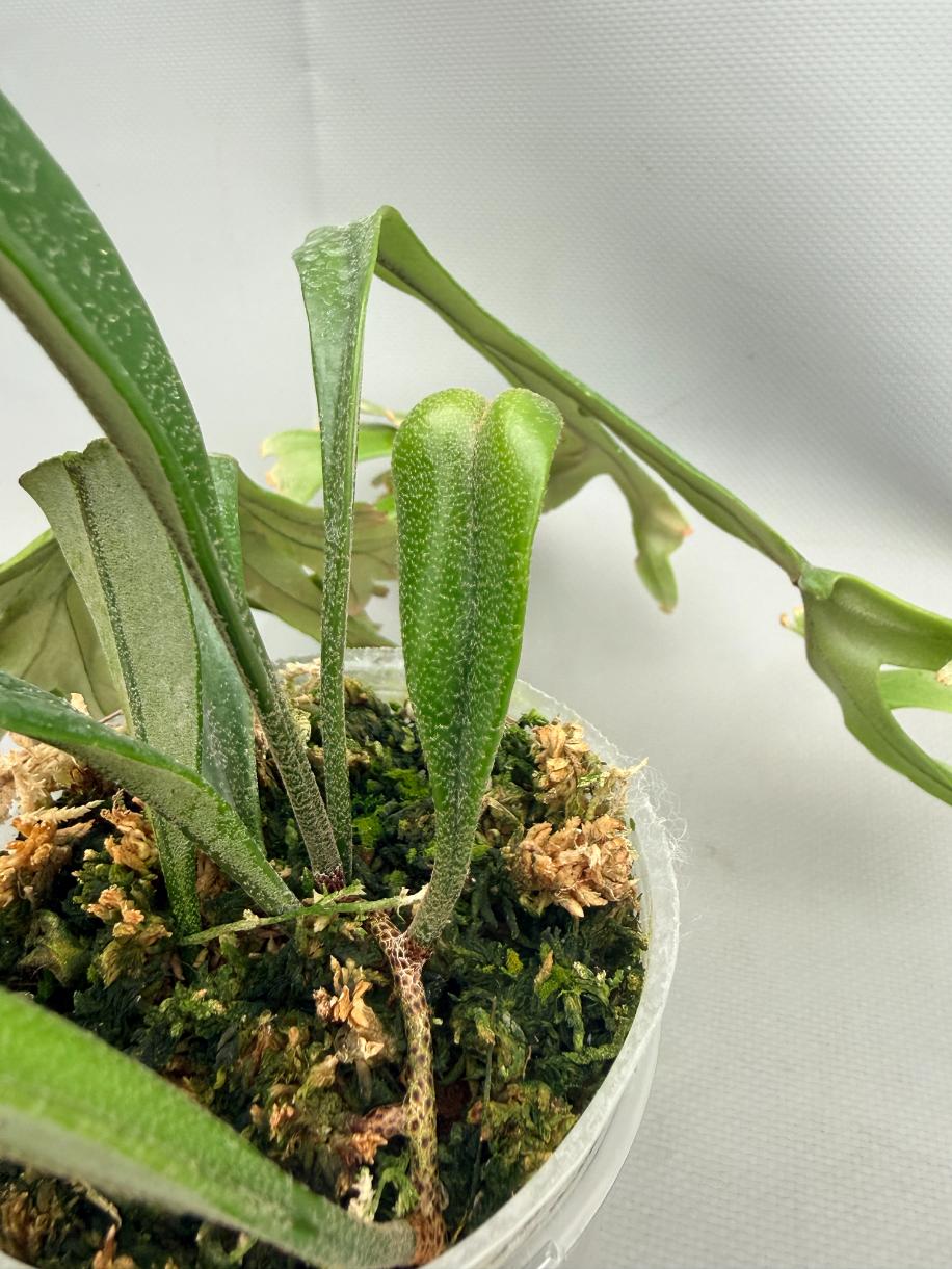 Polypodium Longifolia Crested Leaf 05