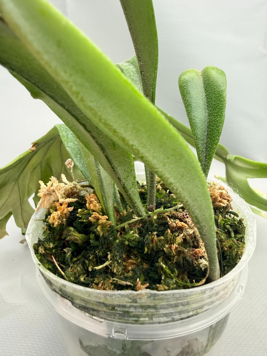 Polypodium Longifolia Crested Leaf 06