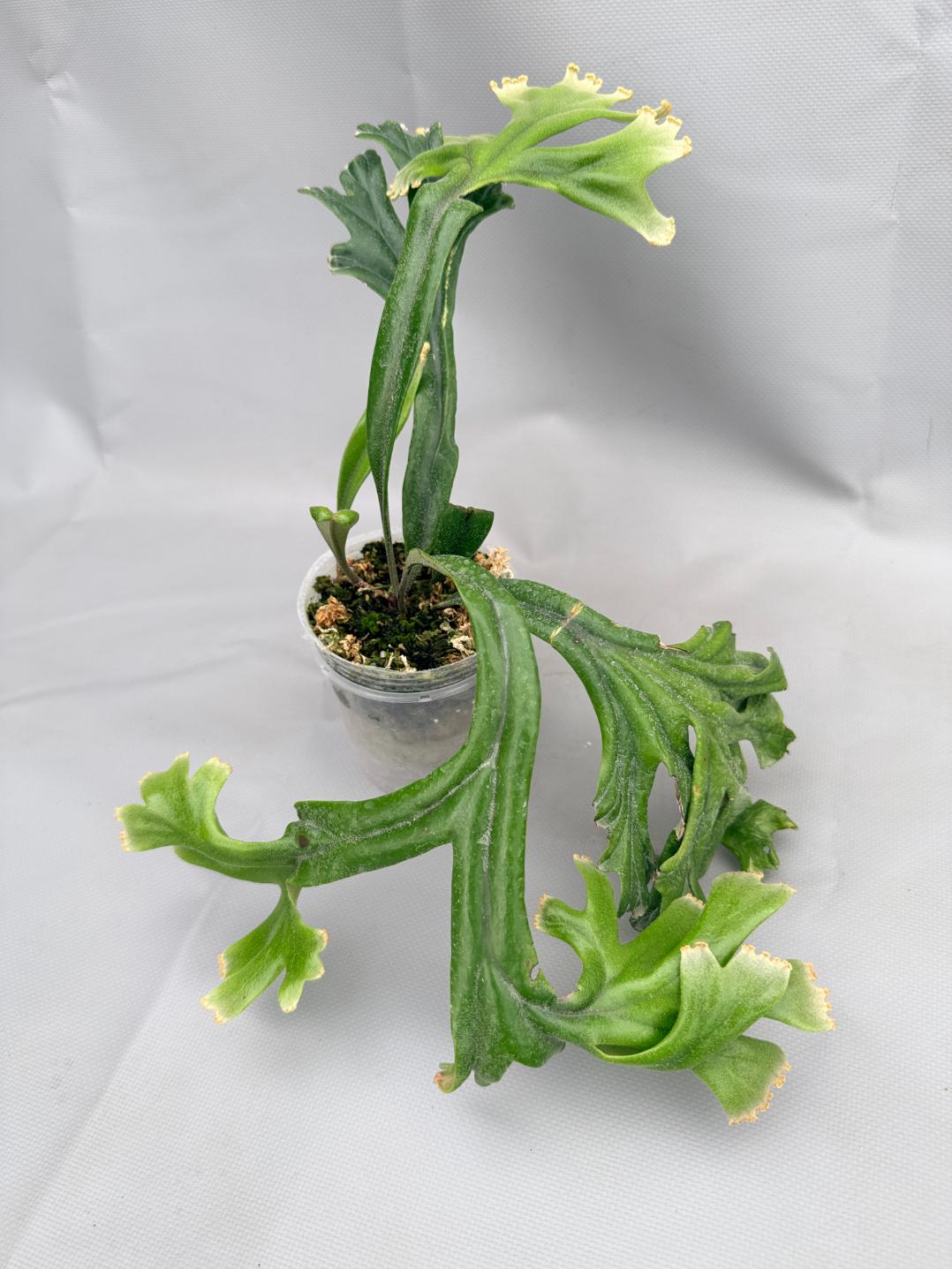 Polypodium Longifolia Crested Leaf 07