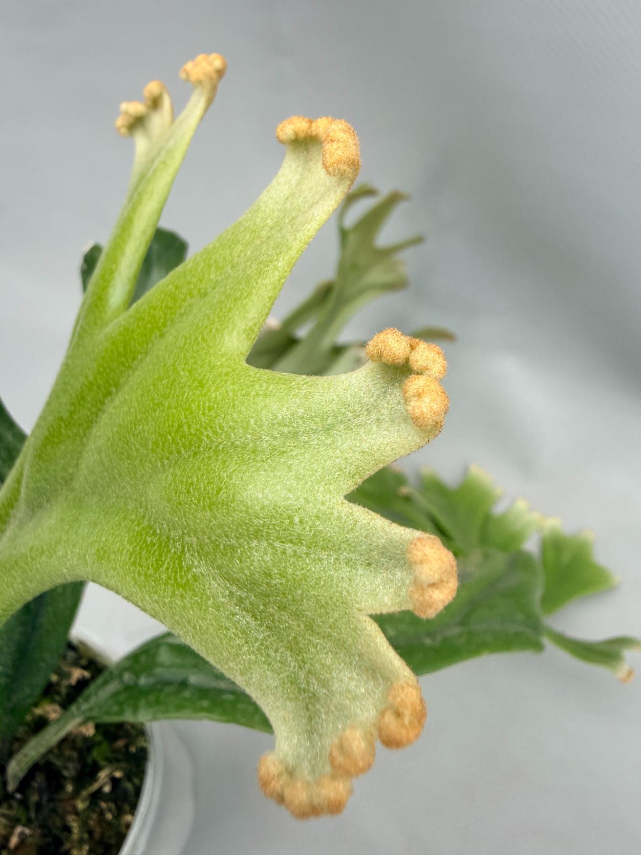 Polypodium Longifolia Crested Leaf