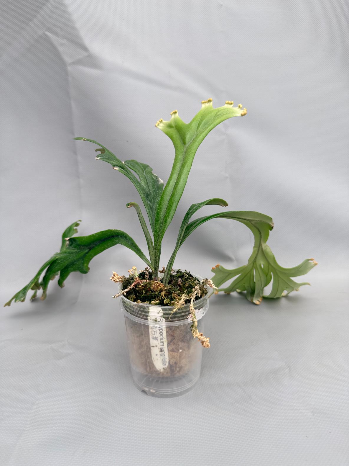 Polypodium Longifolia 03