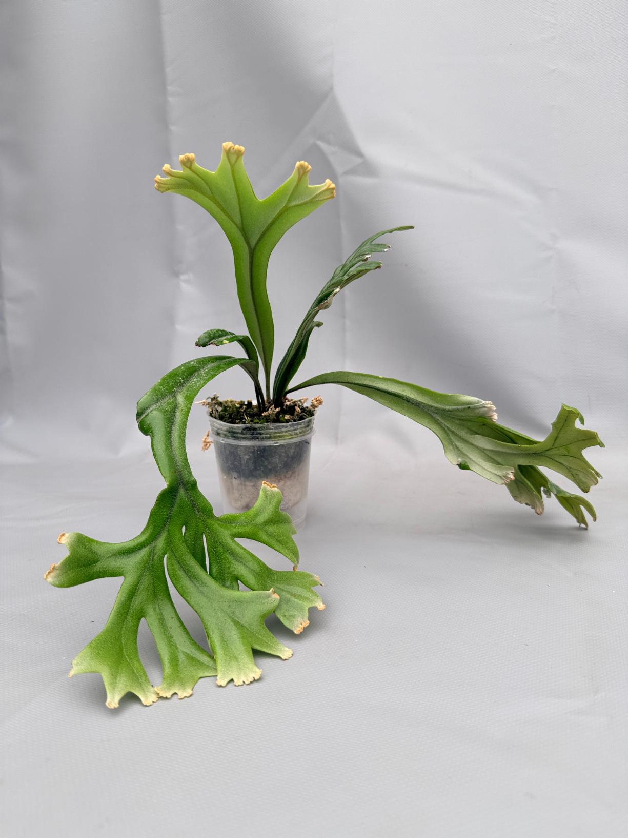 Polypodium Longifolia 01