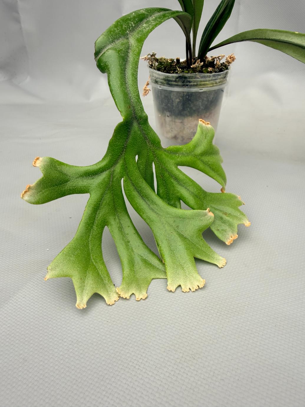 Polypodium Longifolia 04
