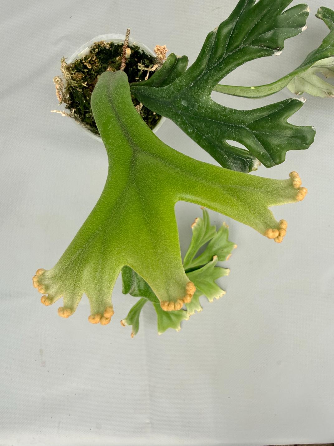 Polypodium Longifolia 05