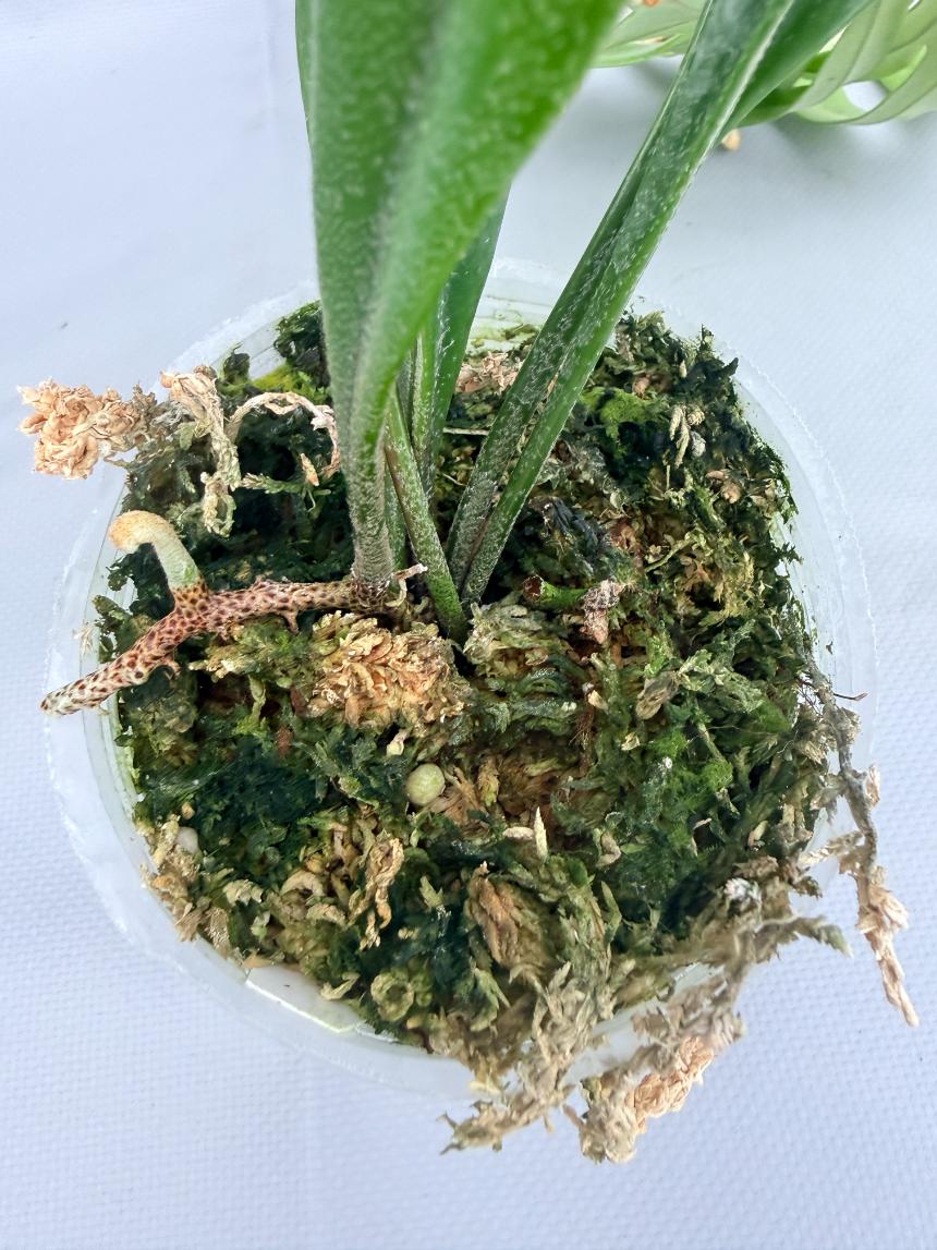 Polypodium Longifolia 06