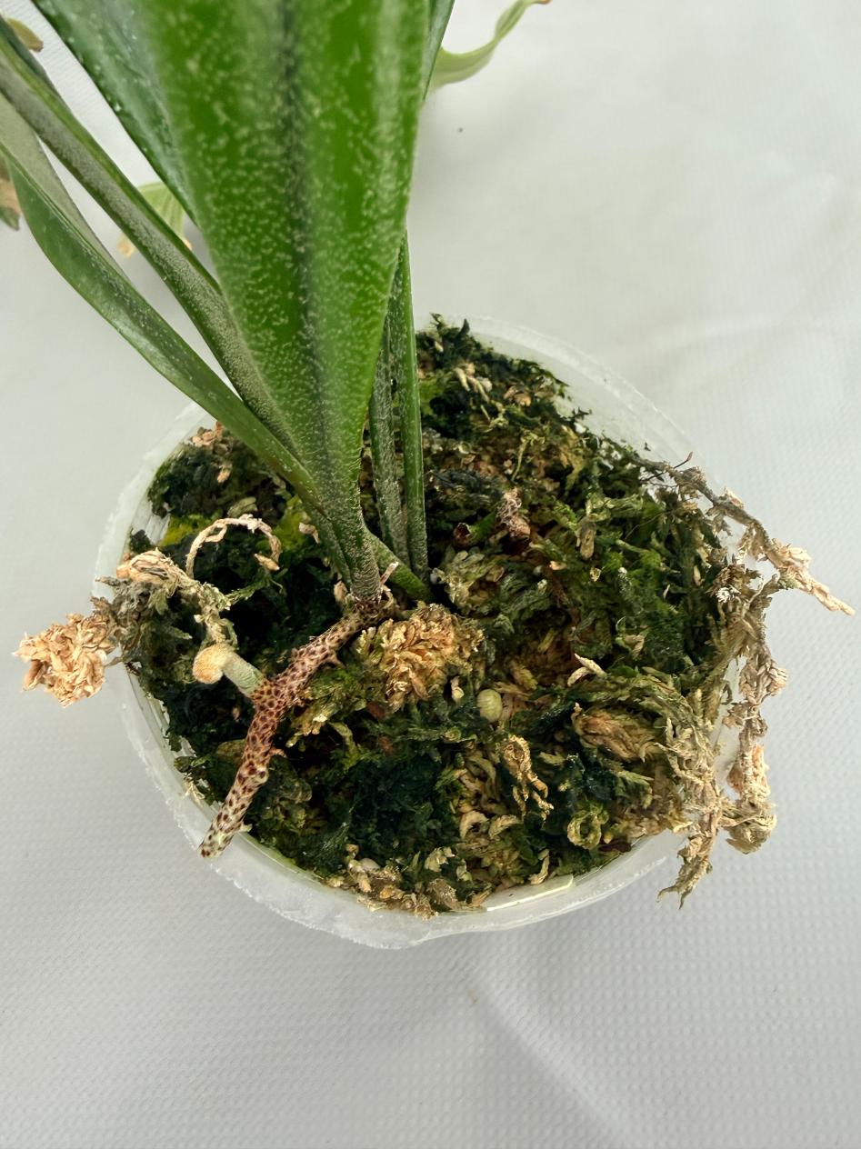 Polypodium Longifolia 07