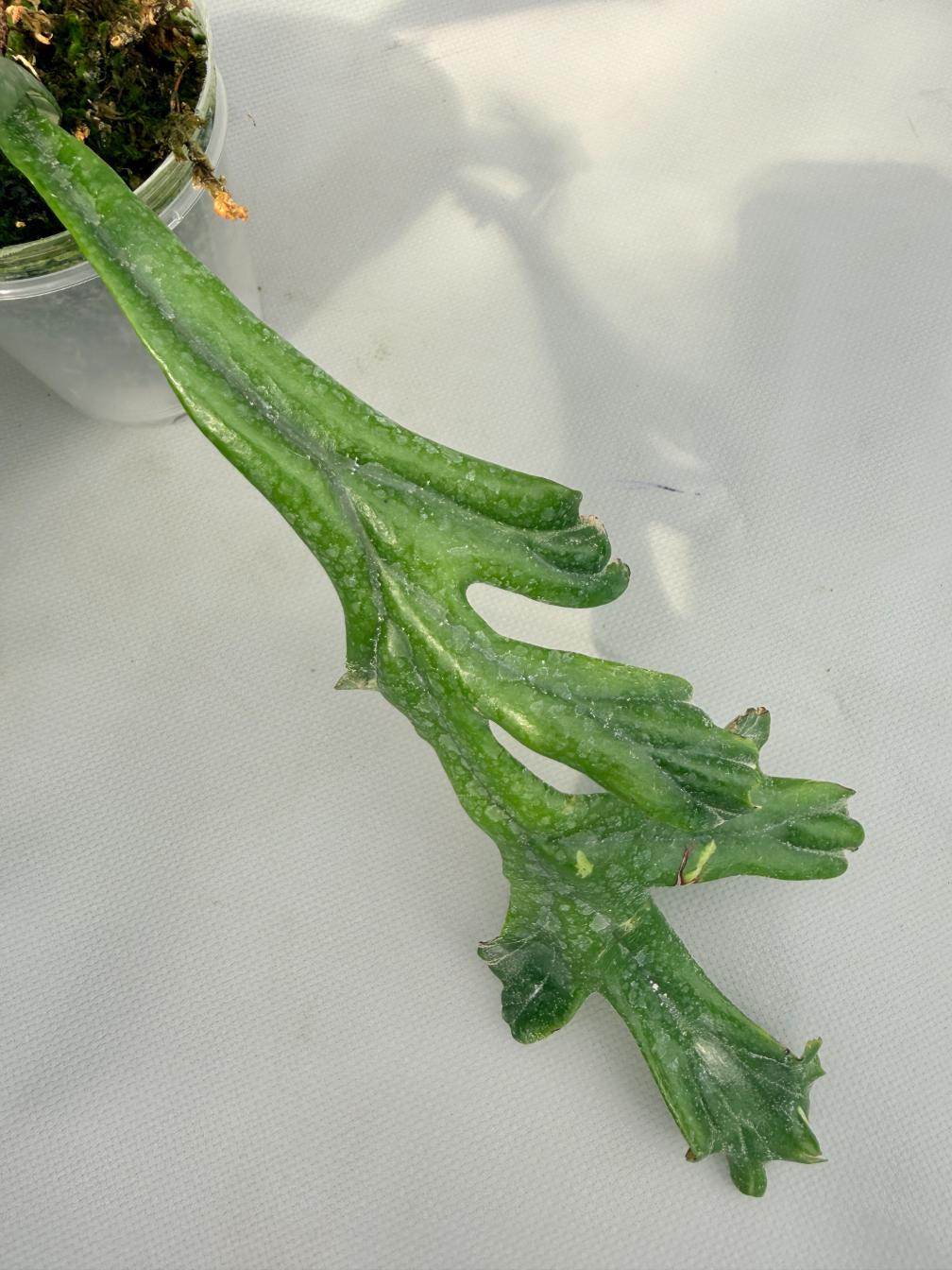 Polypodium Longifolia Crested Leaf