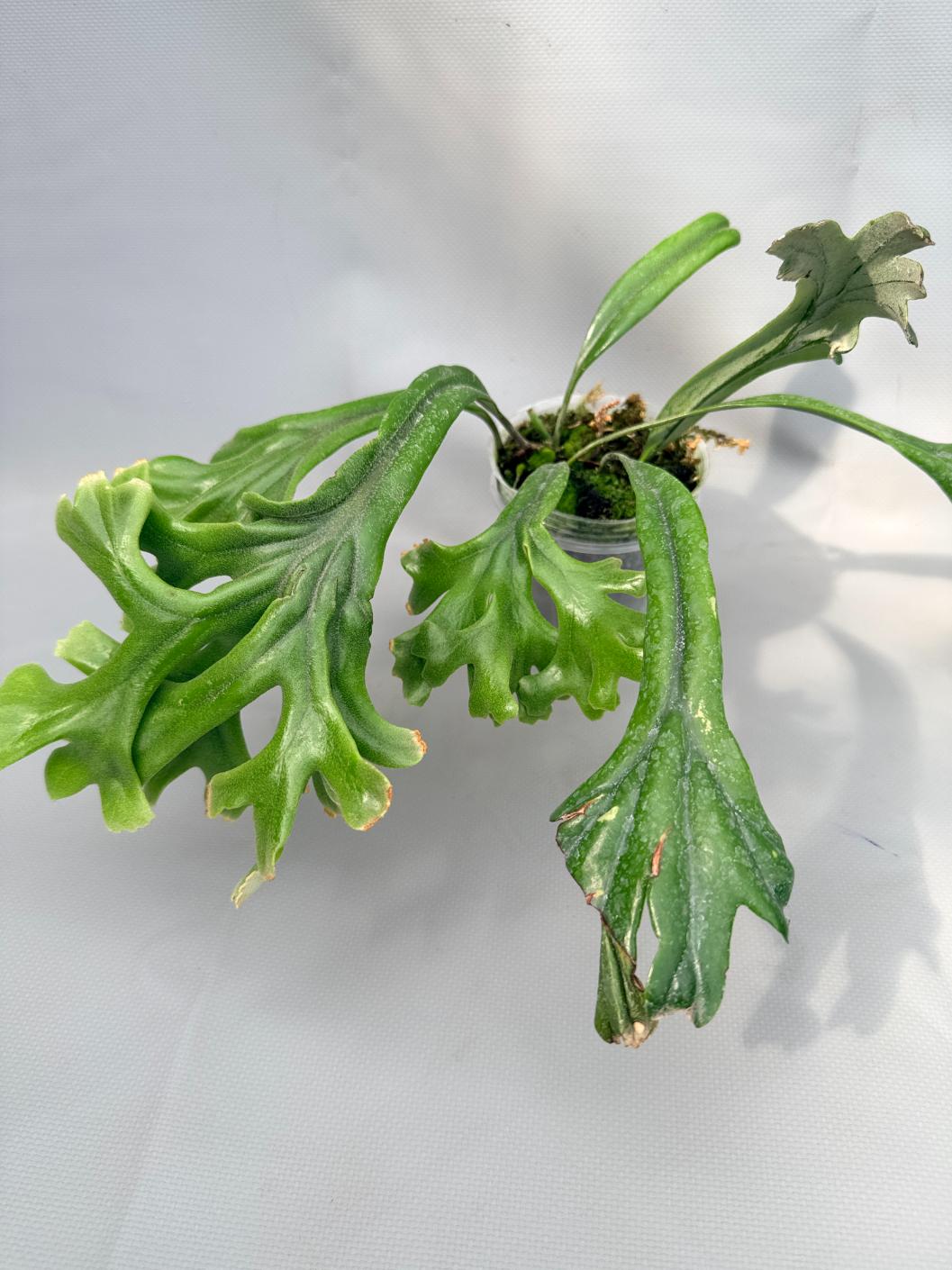 Polypodium Longifolia Crested Leaf