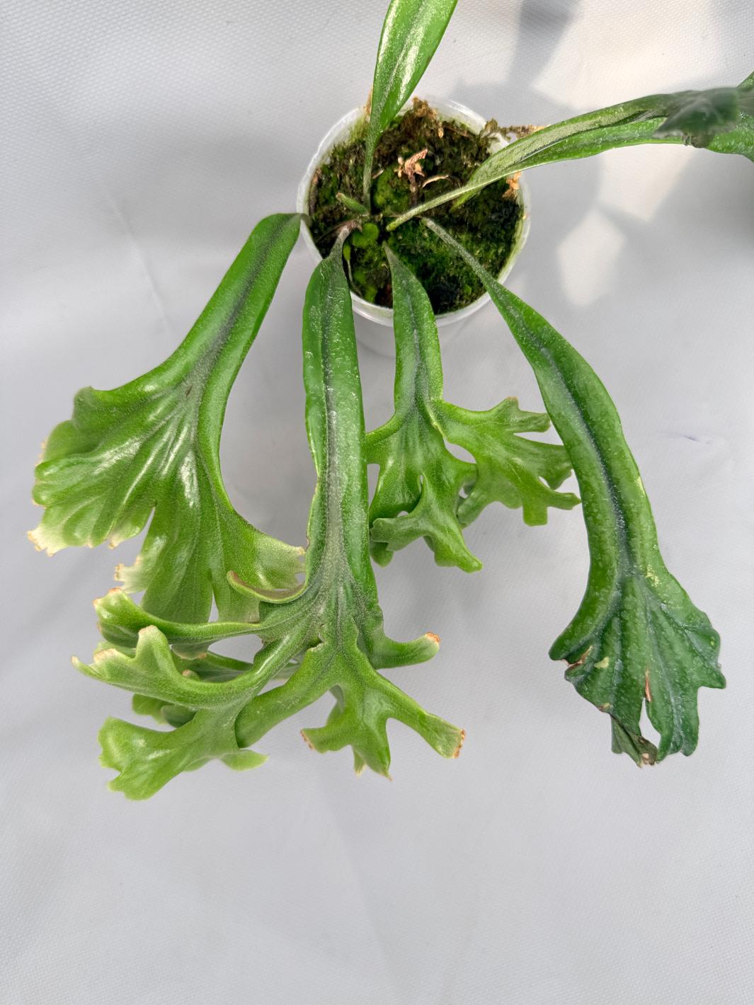 Polypodium Longifolia Crested Leaf
