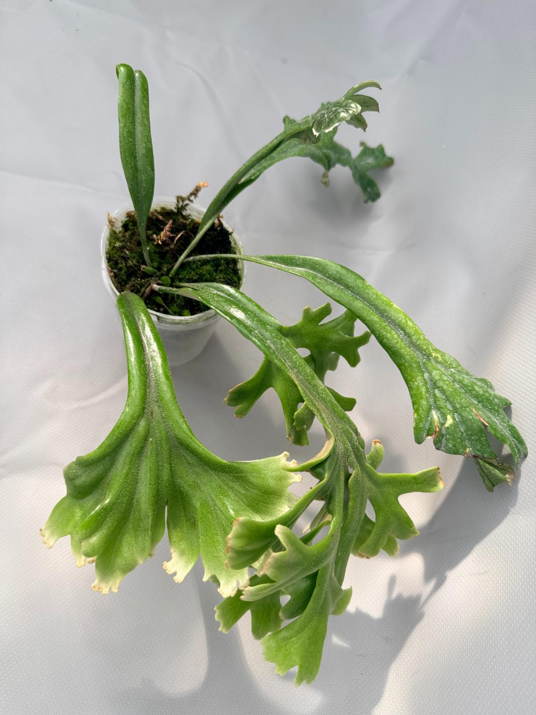 Polypodium Longifolia Crested Leaf