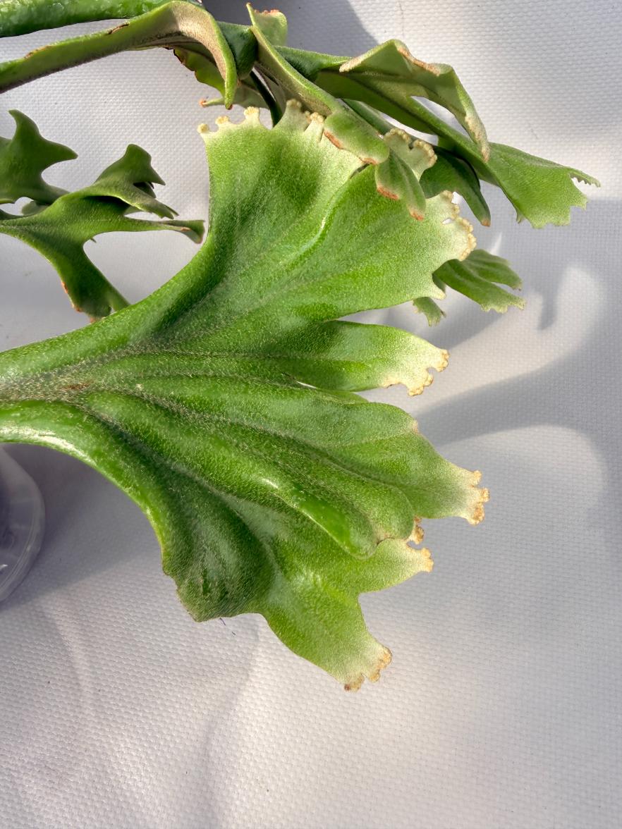 Polypodium Longifolia Crested Leaf