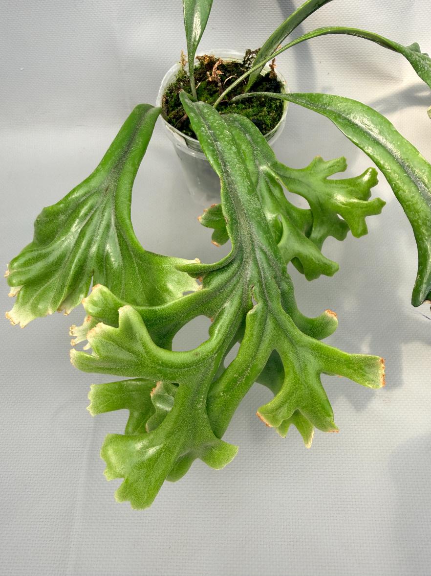Polypodium Longifolia Crested Leaf