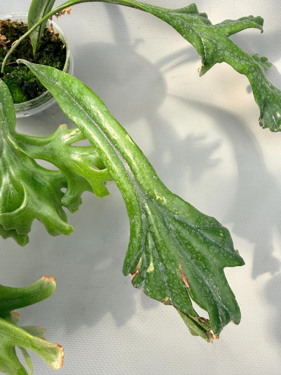 Polypodium Longifolia Crested Leaf