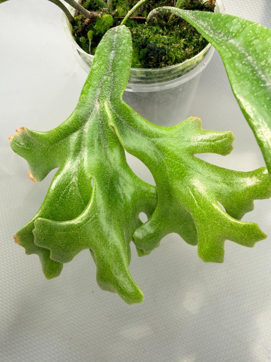 Polypodium Longifolia Crested Leaf