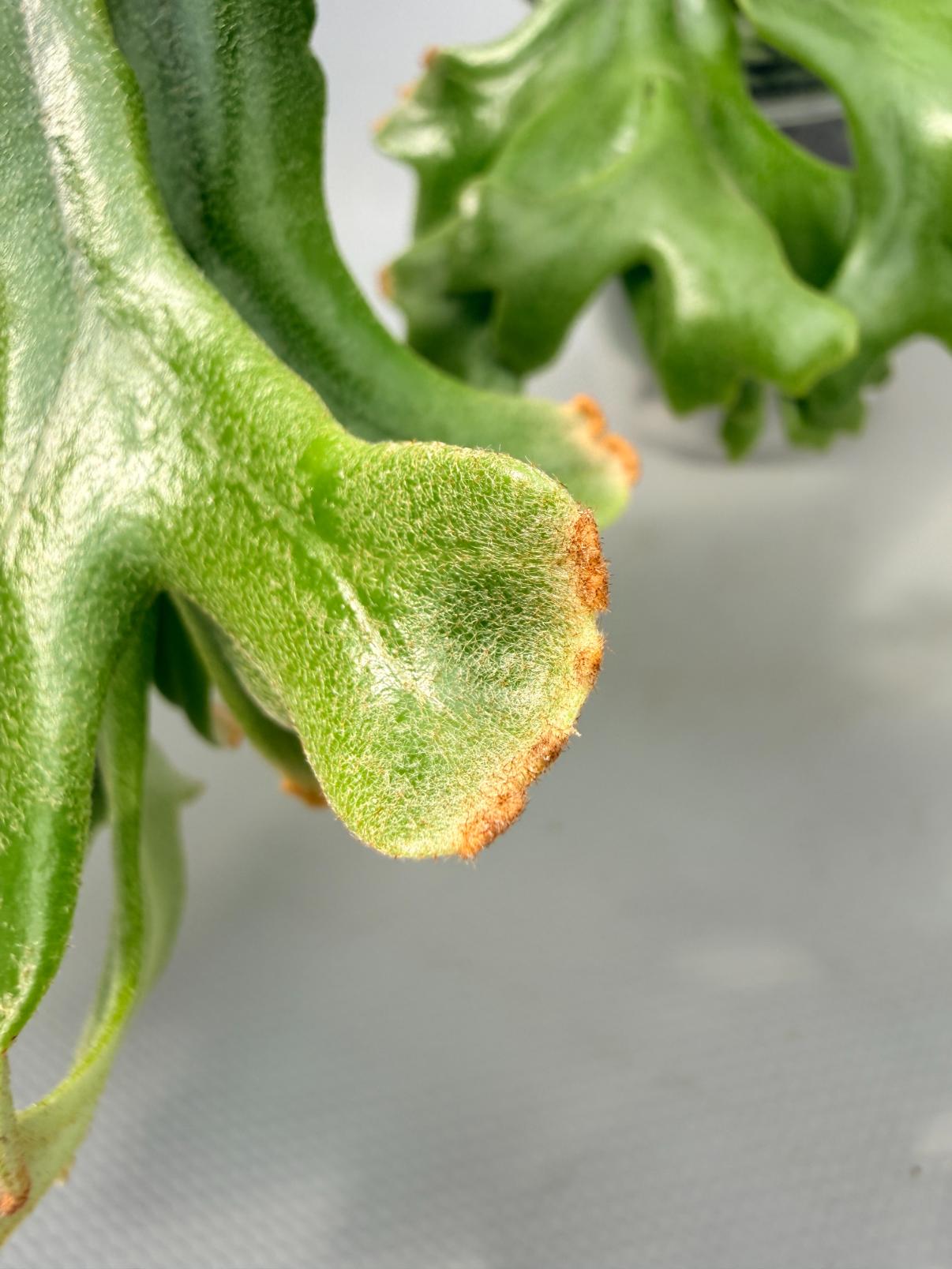 Polypodium Longifolia Crested Leaf