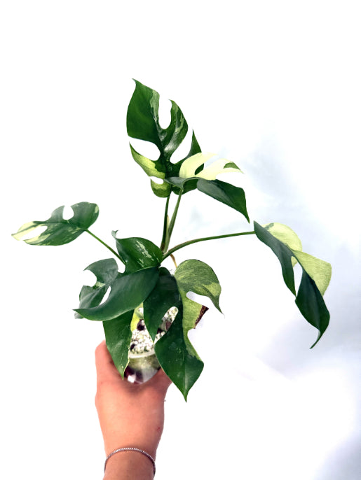 Rhaphidophora_Tetrasperma_variegata