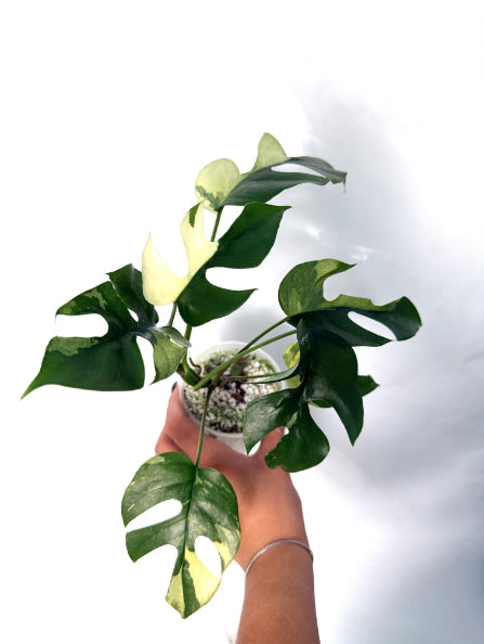 Rhaphidophora_Tetrasperma_variegata