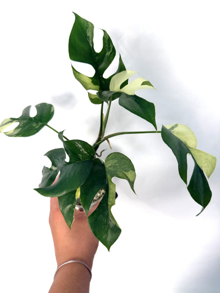 Rhaphidophora_Tetrasperma_variegata