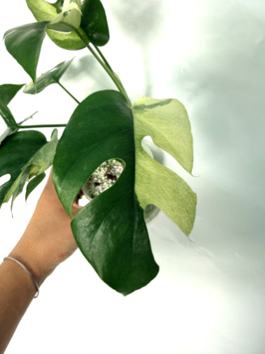 Rhaphidophora_Tetrasperma_variegata