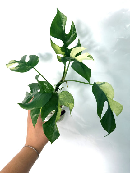 Rhaphidophora_Tetrasperma_variegata