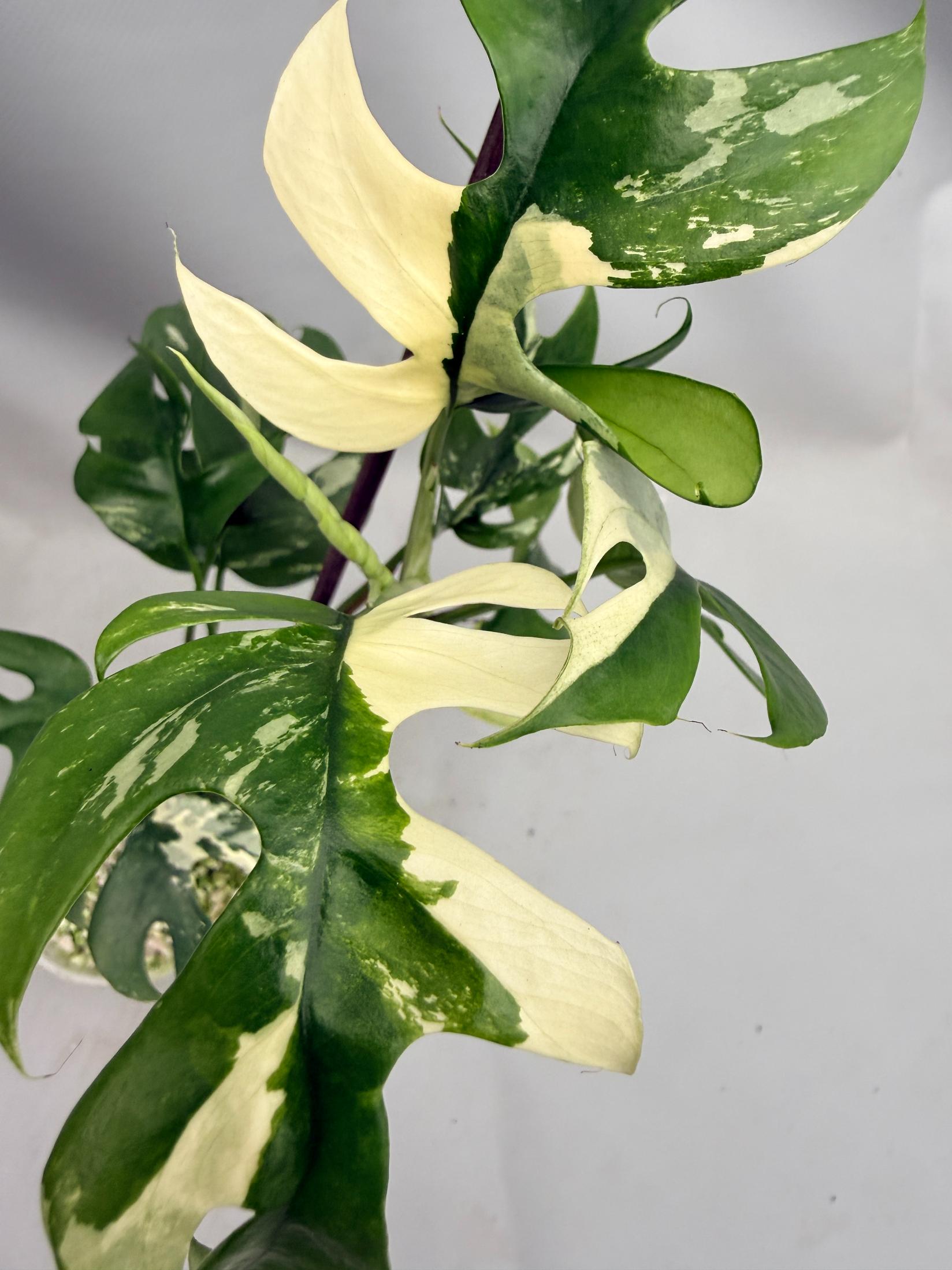 Rhaphidophora Tetrasperma variegata 07