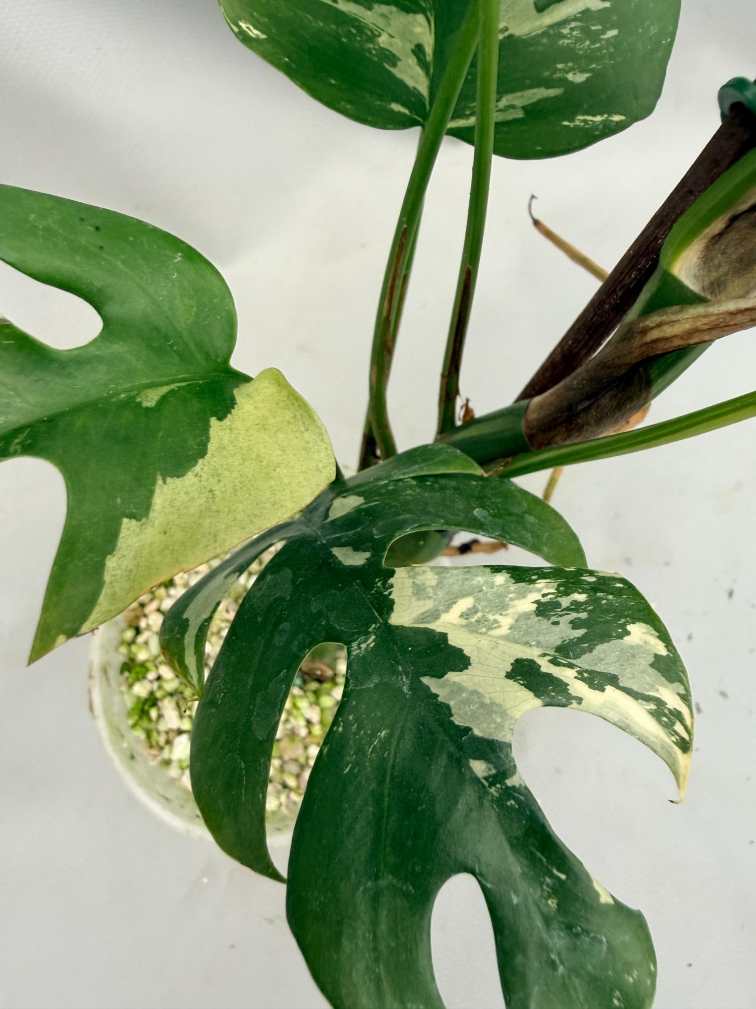 Rhaphidophora Tetrasperma variegata 08