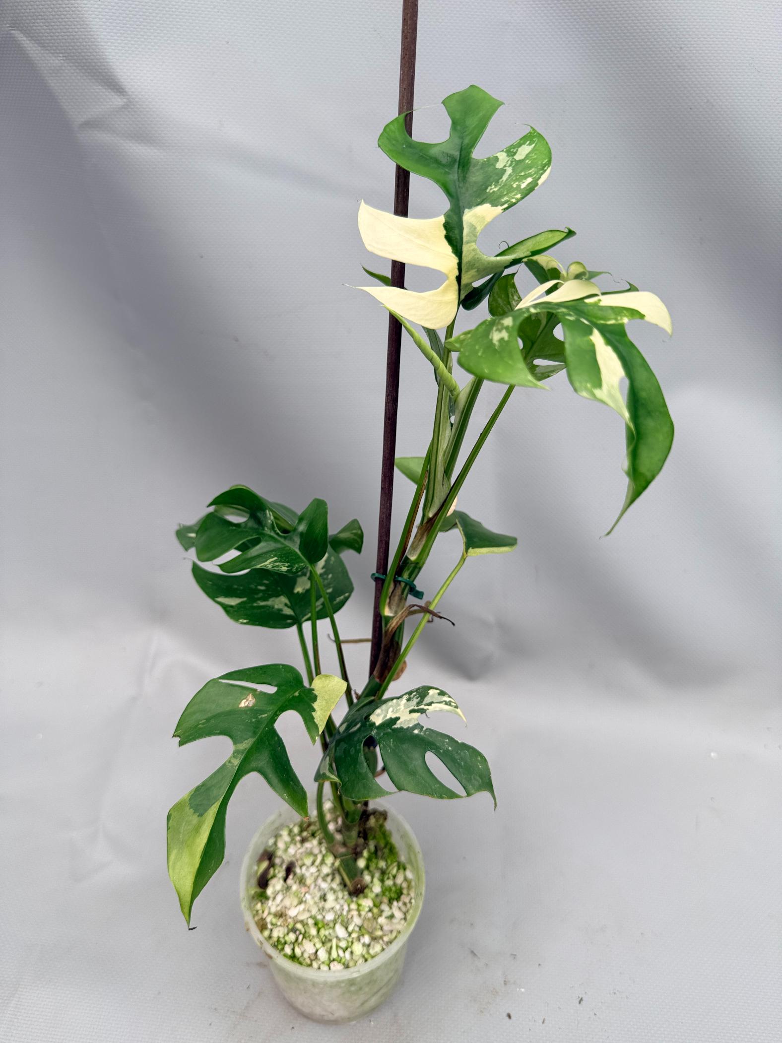 Rhaphidophora Tetrasperma variegata 01