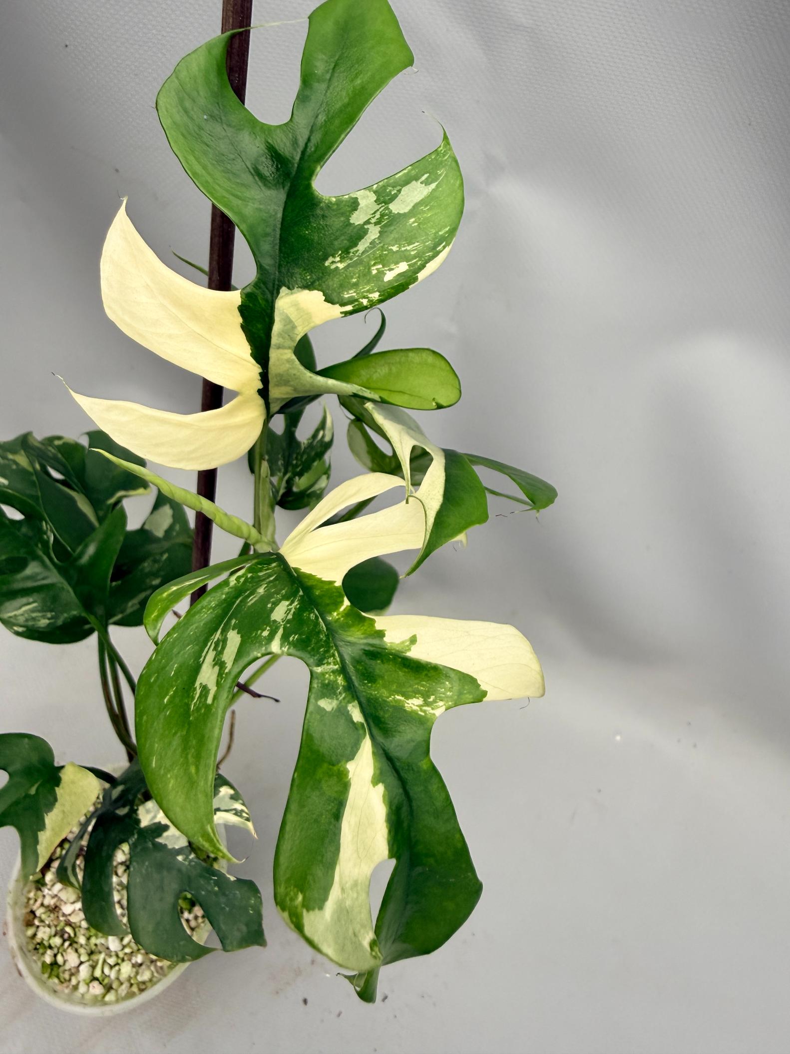 Rhaphidophora Tetrasperma variegata 02