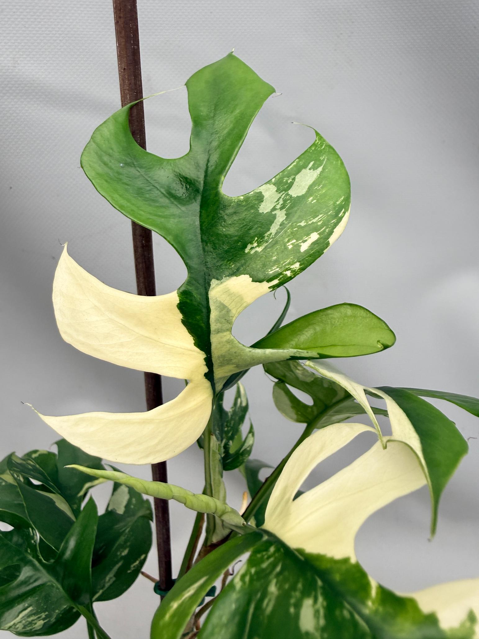 Rhaphidophora Tetrasperma variegata 03