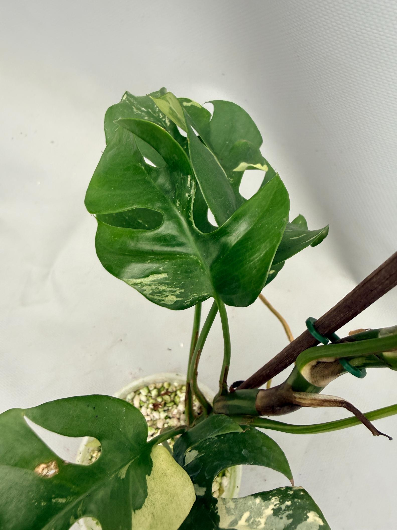 Rhaphidophora Tetrasperma variegata 04