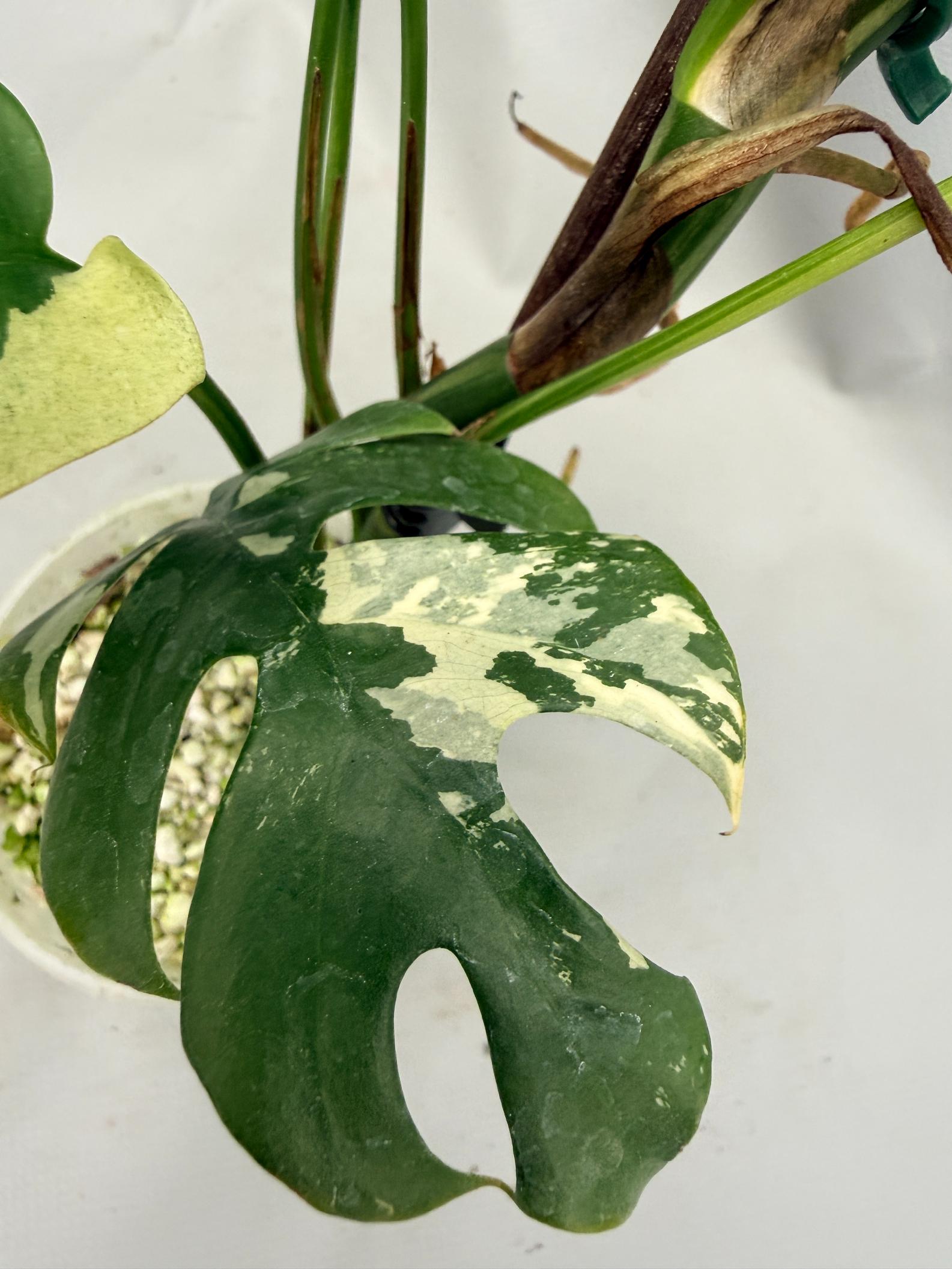 Rhaphidophora Tetrasperma variegata 05