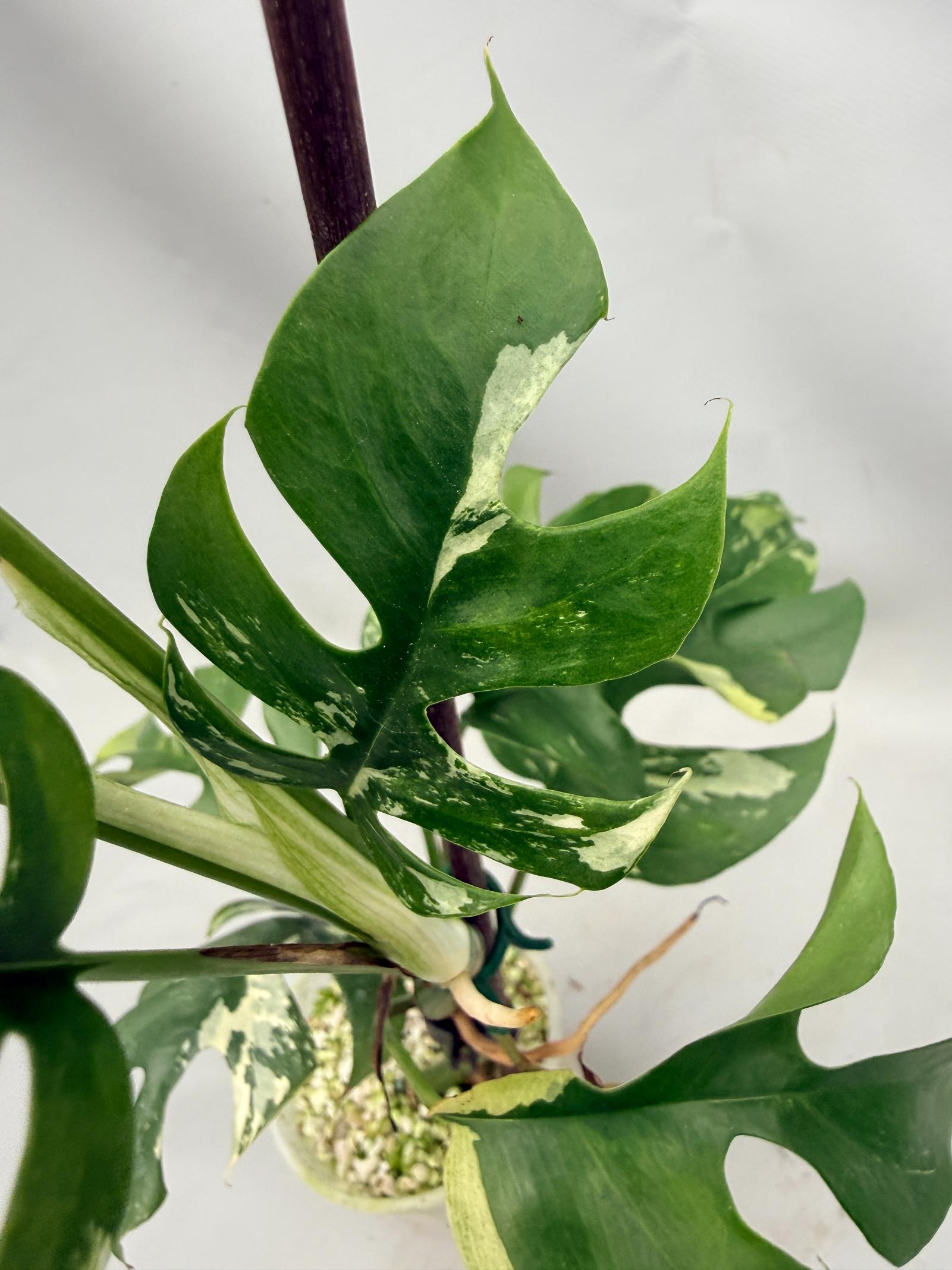 Rhaphidophora Tetrasperma variegata 06