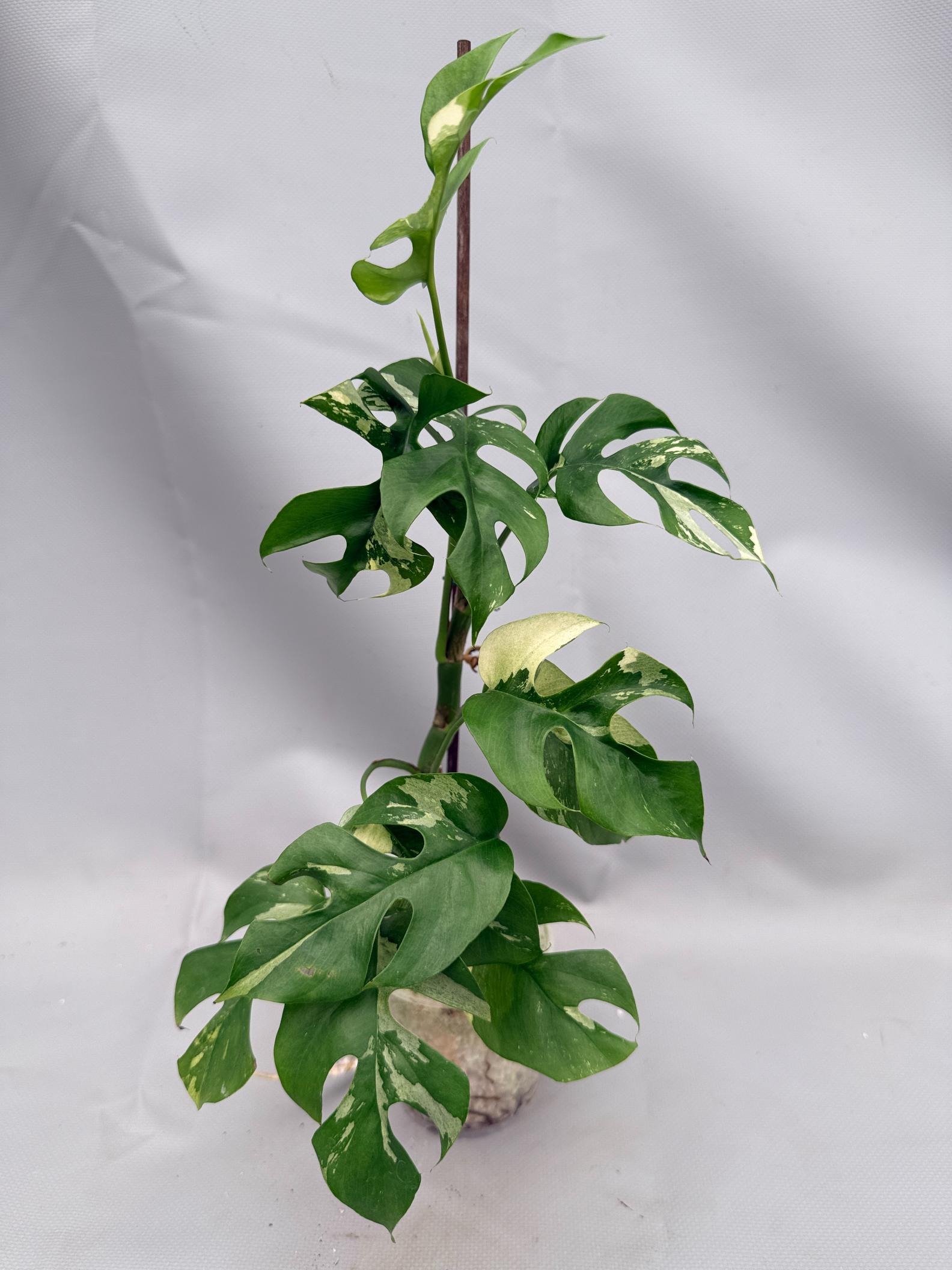 Rhaphidophora Tetrasperma variegata 01