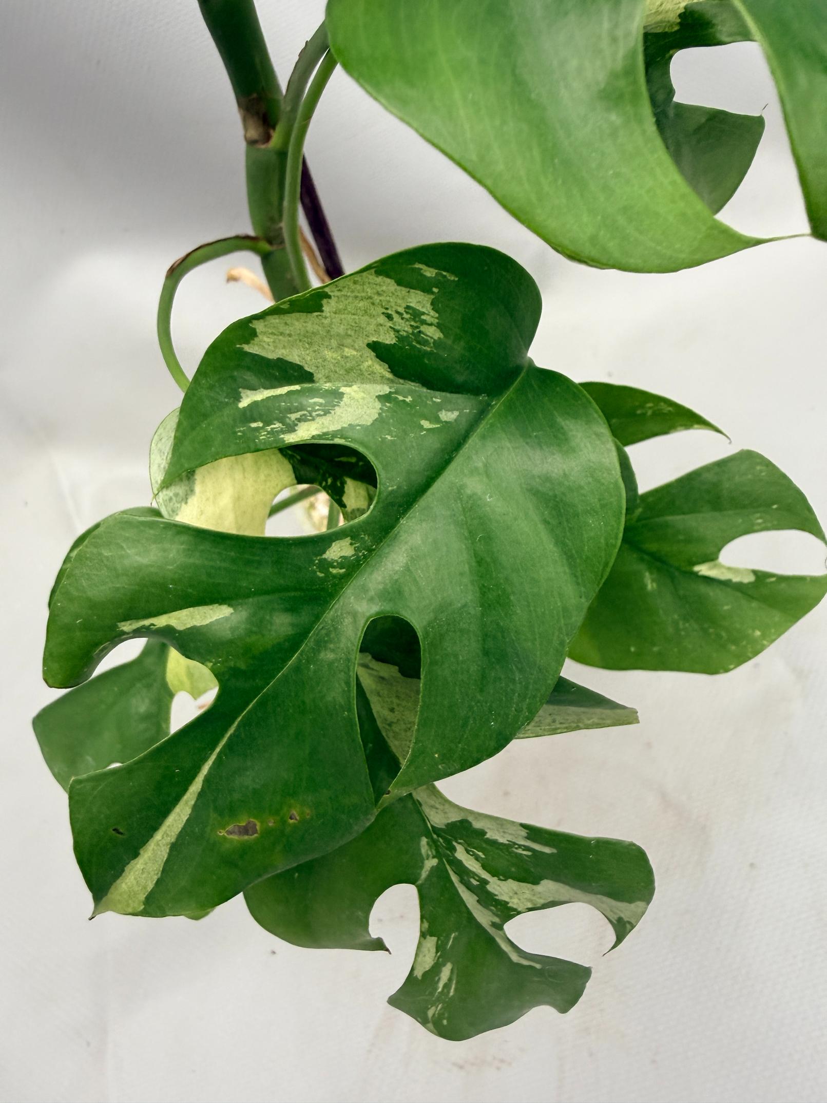 Rhaphidophora Tetrasperma variegata 02