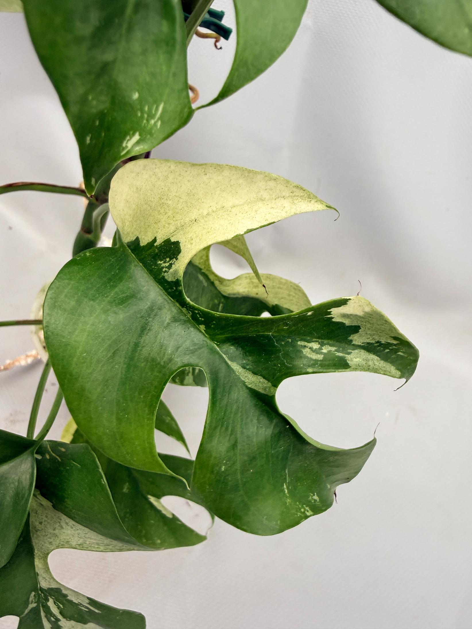 Rhaphidophora Tetrasperma variegata 03