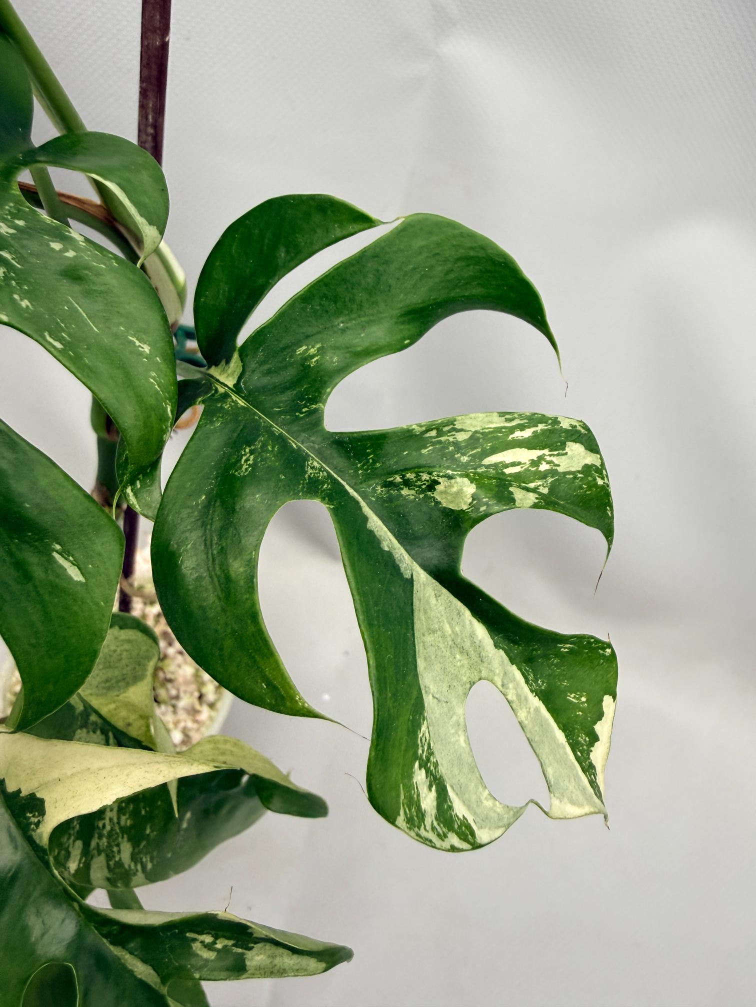 Rhaphidophora Tetrasperma variegata 04