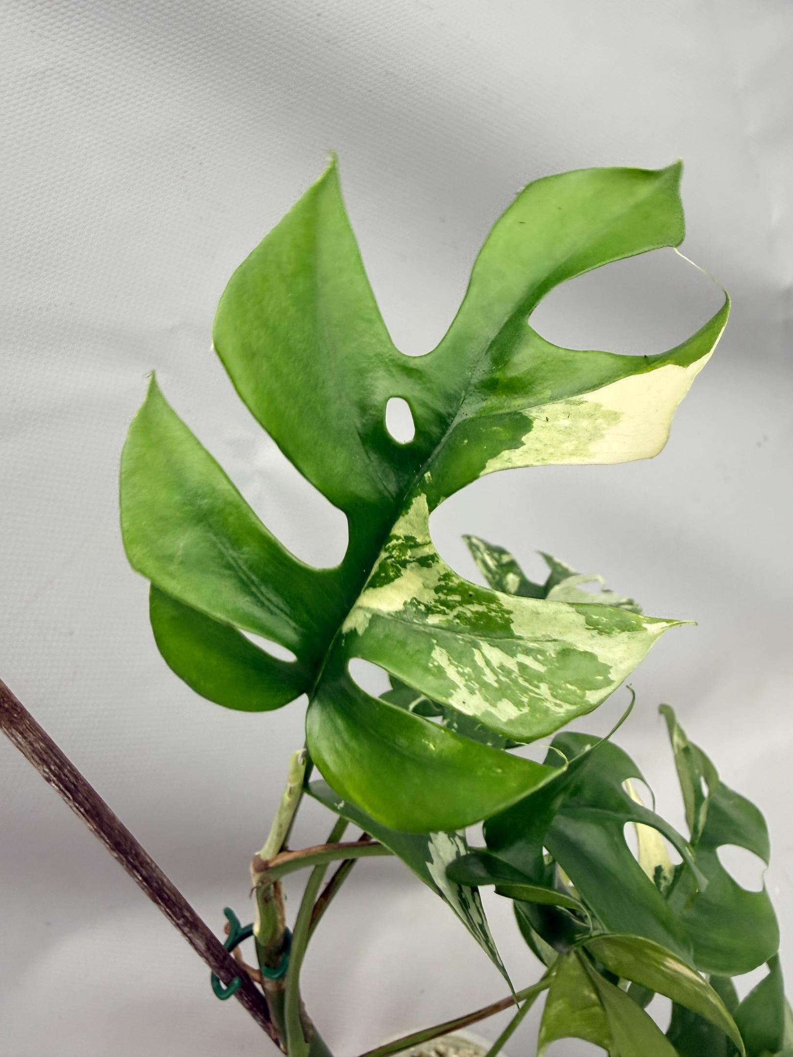 Rhaphidophora Tetrasperma variegata 05