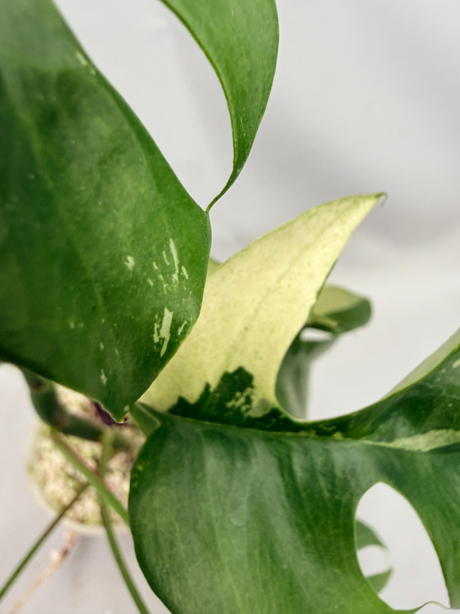 Rhaphidophora Tetrasperma variegata 06